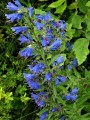 DSC00114 (2)
